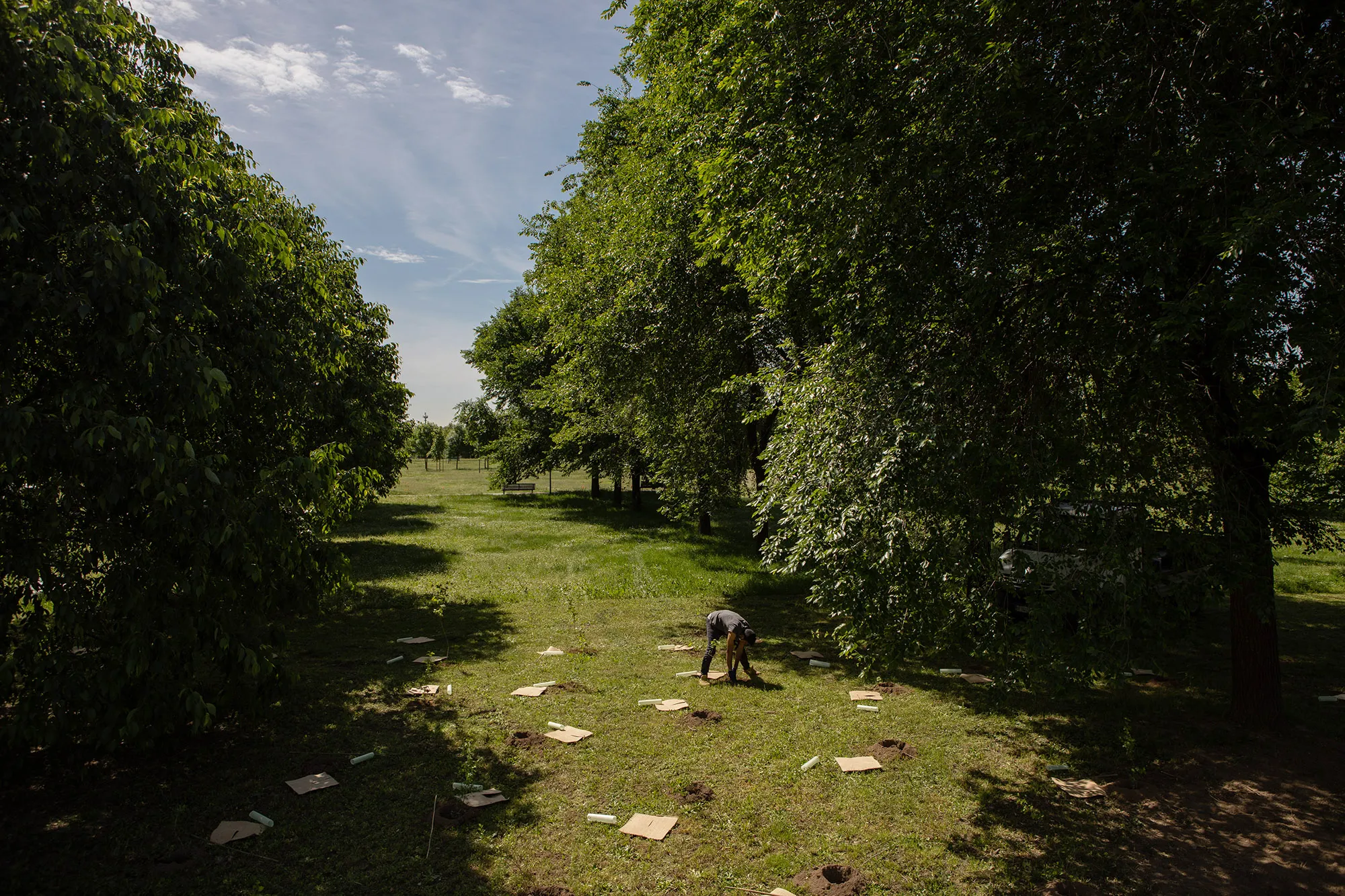 Italy's Largest Urban Forestry Project