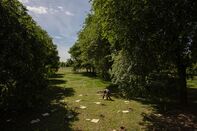Italy's Largest Urban Forestry Project