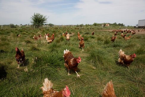 Chickens stand outside a barn at a certified organic family run farm, in Sheffield, Ill.