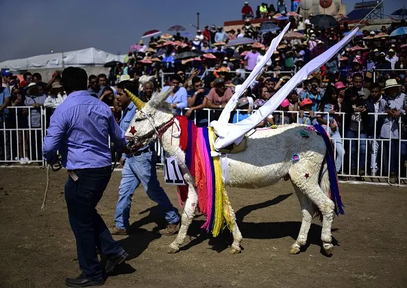 Sometimes that unicorn turns out to be just a donkey with a plastic horn.