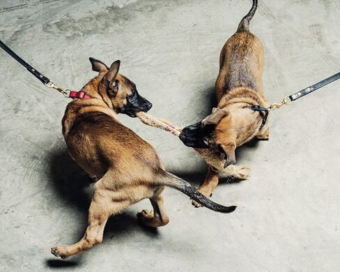 Two Belgian Malinois puppies, cloned from the DNA of a dog that’s currently deployed with a unit of the U.S. Army Special Forces