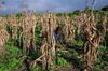 In Mozambique, heavy rains along the Zambezi flooded cornfields late in the growing season, rotting the roots and decimating the harvest. And this was before two Category 4 cyclones hit Mozambique in consecutive months—the first time in recorded history that has happened. Floods killed more than 700 people in the country and ruined 300,000 acres of crops. 