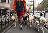 Professional Dog Walker With 11 Dogs