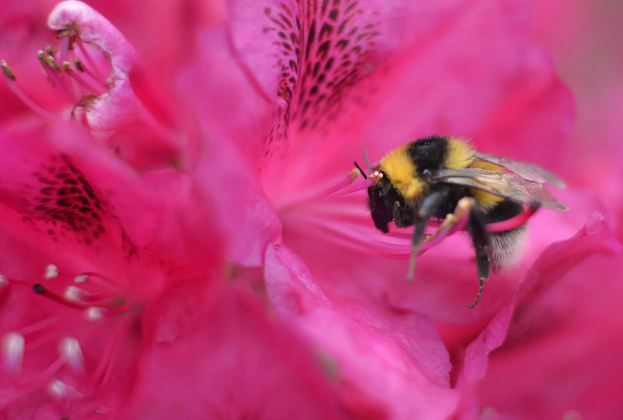 A bumblebee collects pollen from a cherry blossom in a garden outside Moscow on May 31, 2015.
