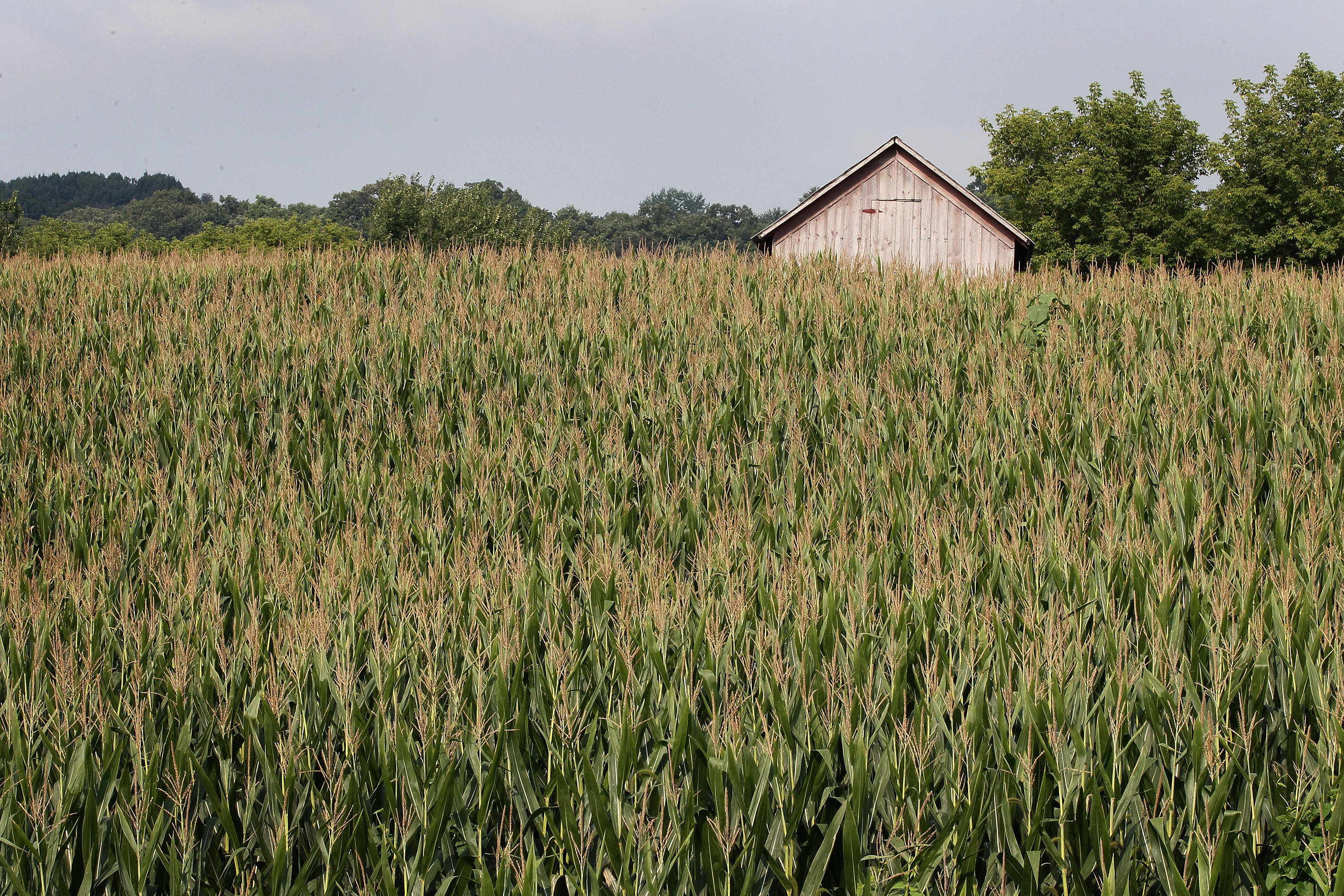 on August 16, 2011 in Sumner, Iowa.
