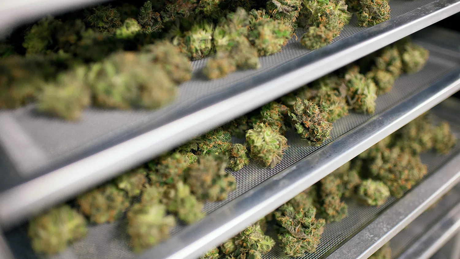 Medical marijuana buds dry in preparation for final packaging at the Tweed Inc. facility in Smith Falls, Ontario, Canada, on Nov. 11, 2015.
