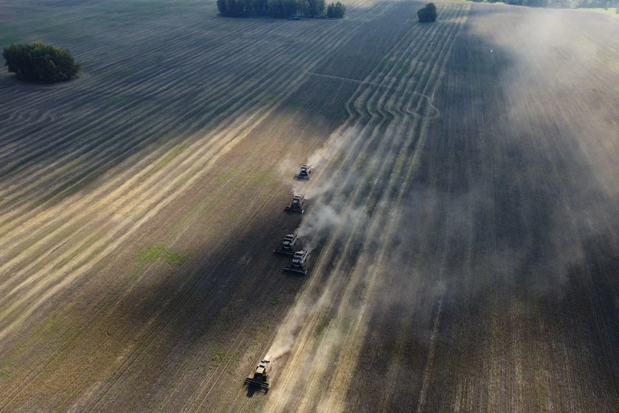 Wheat harvest&nbsp;in the Siberian Novosibirsk region.