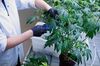 An employee makes cuttings from a mother plant to grow new marijuana plants.