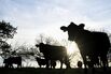 US Unveils Plan To Grow Beef Output, Boosts Argentine Quota
