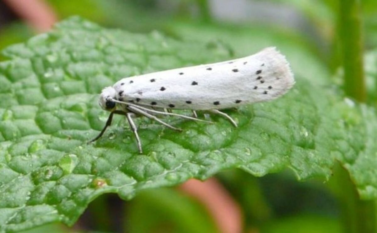 Go Team Jackson — Here are my thoughts on the symbol behind the moth