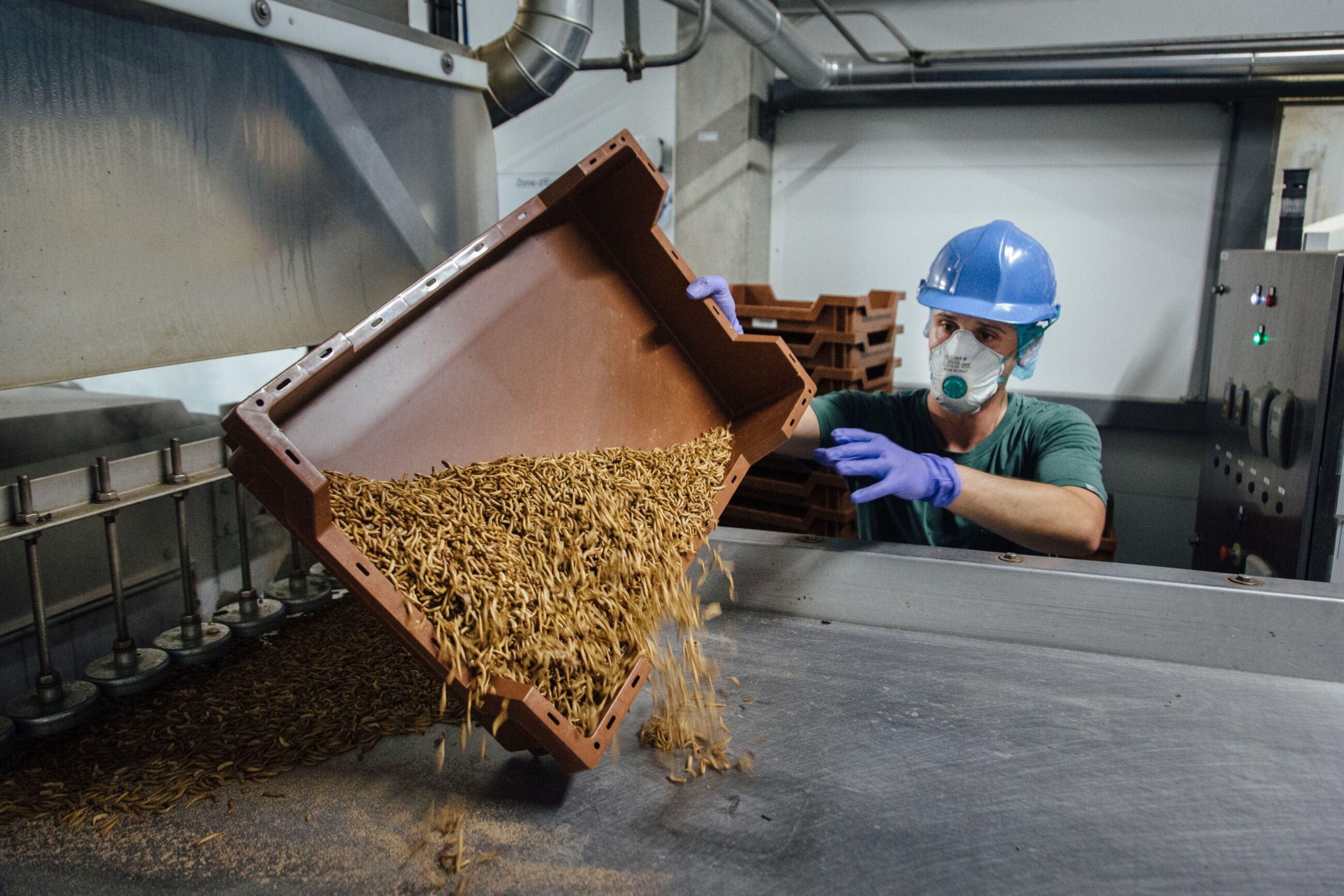 Venture Capitalists Plunge $125 Million Into French Mealworm Breeder Ynsect