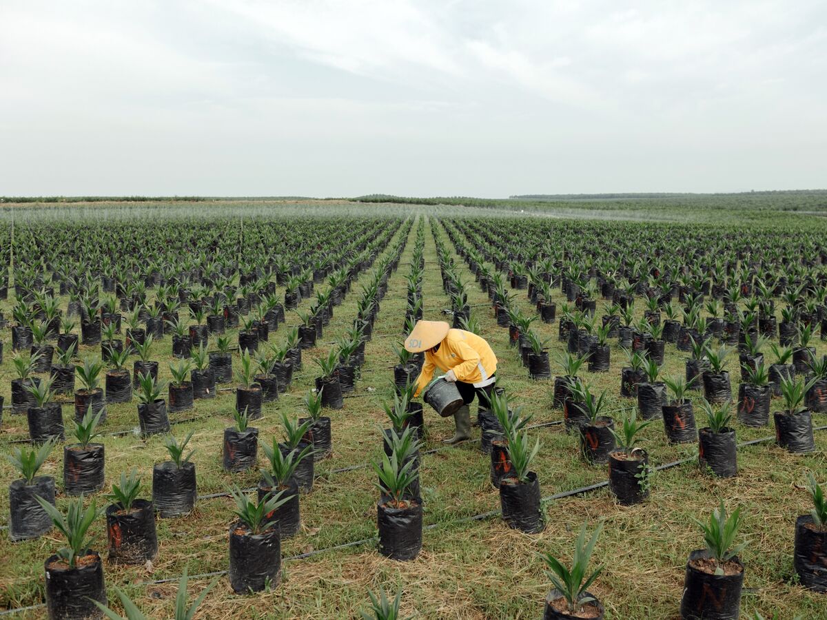 🟪"Indonesia Aumenta il Dazio sull'Olio di Palma per Sostenere Bioenergia e Rimboschimento"
