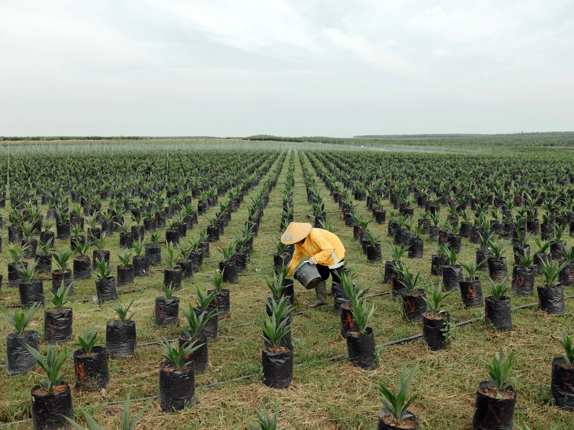 A worker applies fertilizer to young oil palm trees in Indonesia.