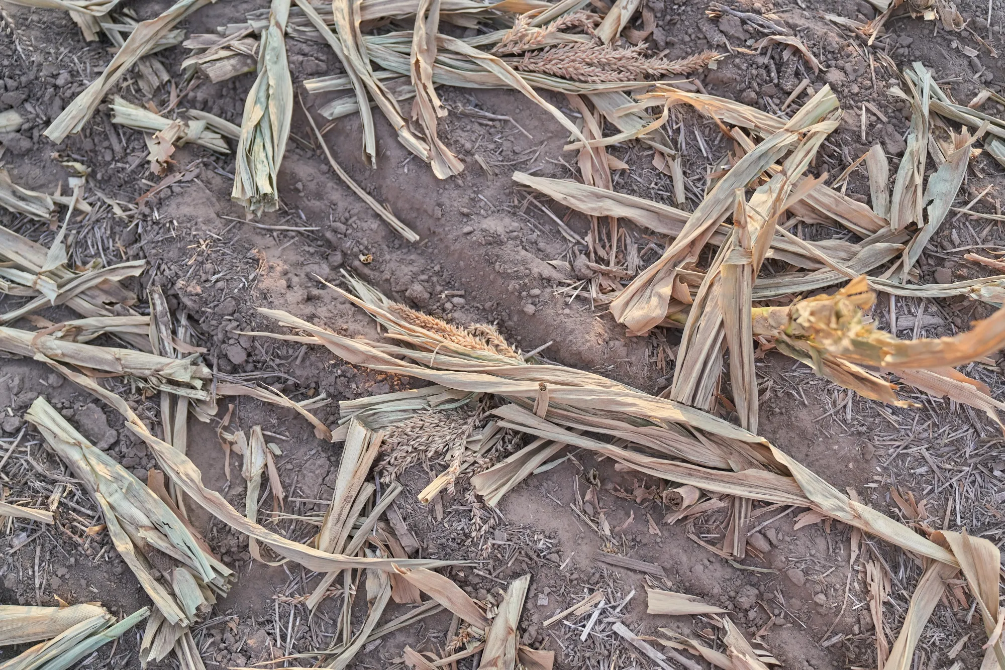 Corn damaged at a drought-affected farm in San Jose de la Esquina, Argentina, on Jan. 16, 2023.