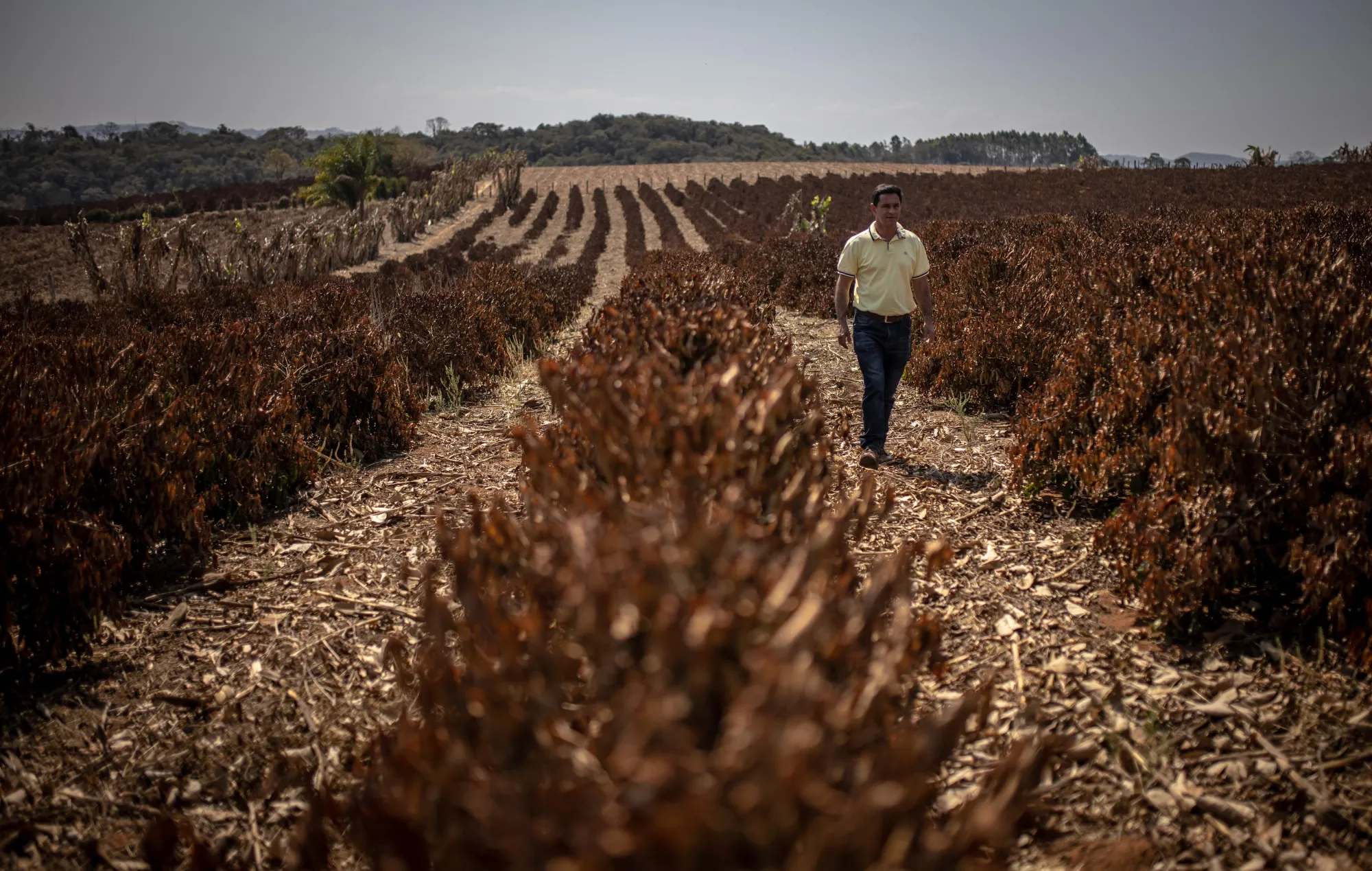 A farmer checks on coffee plants destroyed by frost during extremely low temperatures near Caconde, Sao Paulo.
