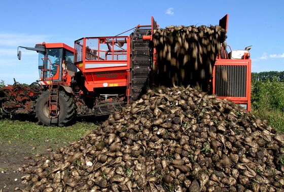 Life's Not So Sweet as Chile's Sugar Town Faces Tumbling Prices