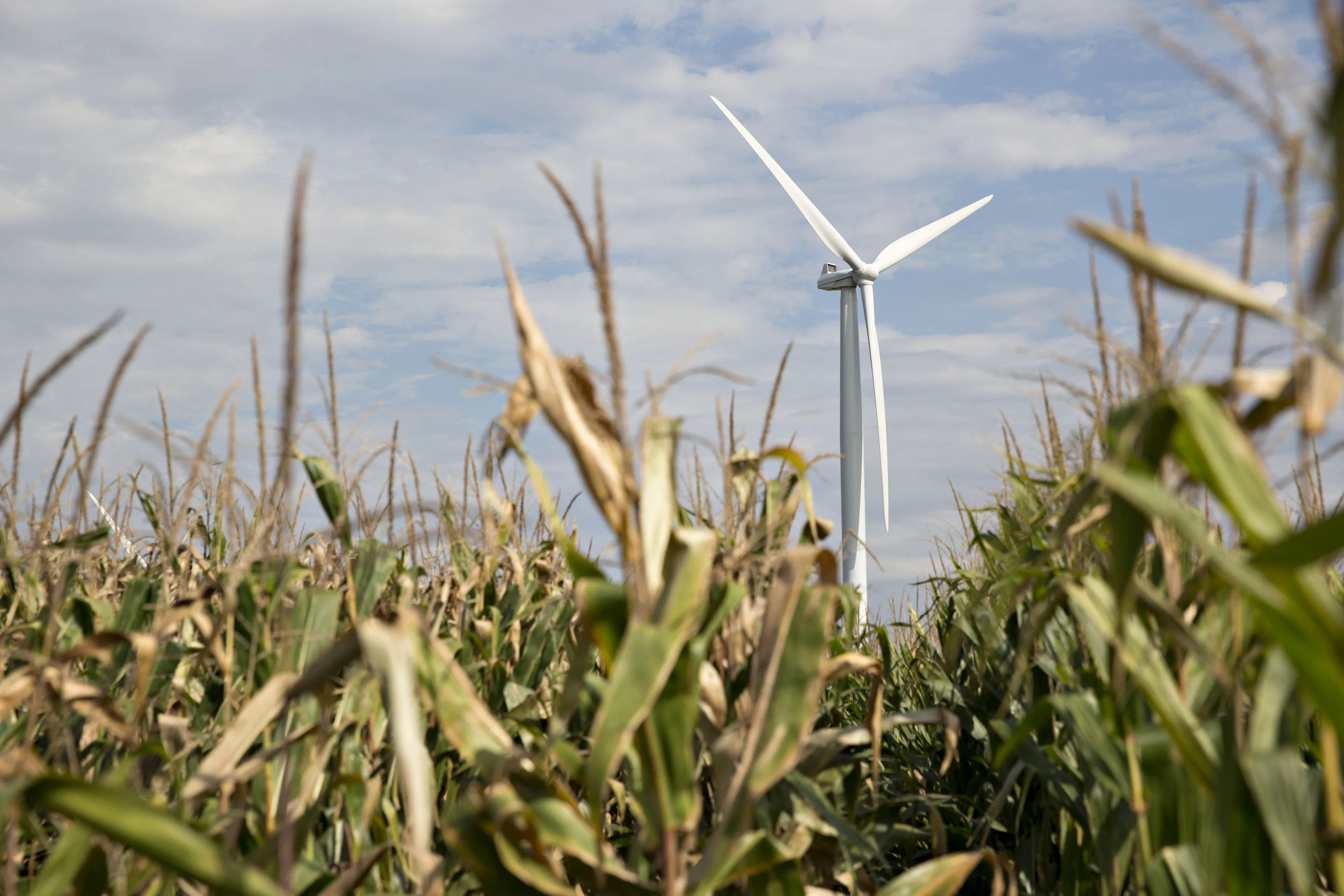 Wind Is the New Corn For Struggling Farmers