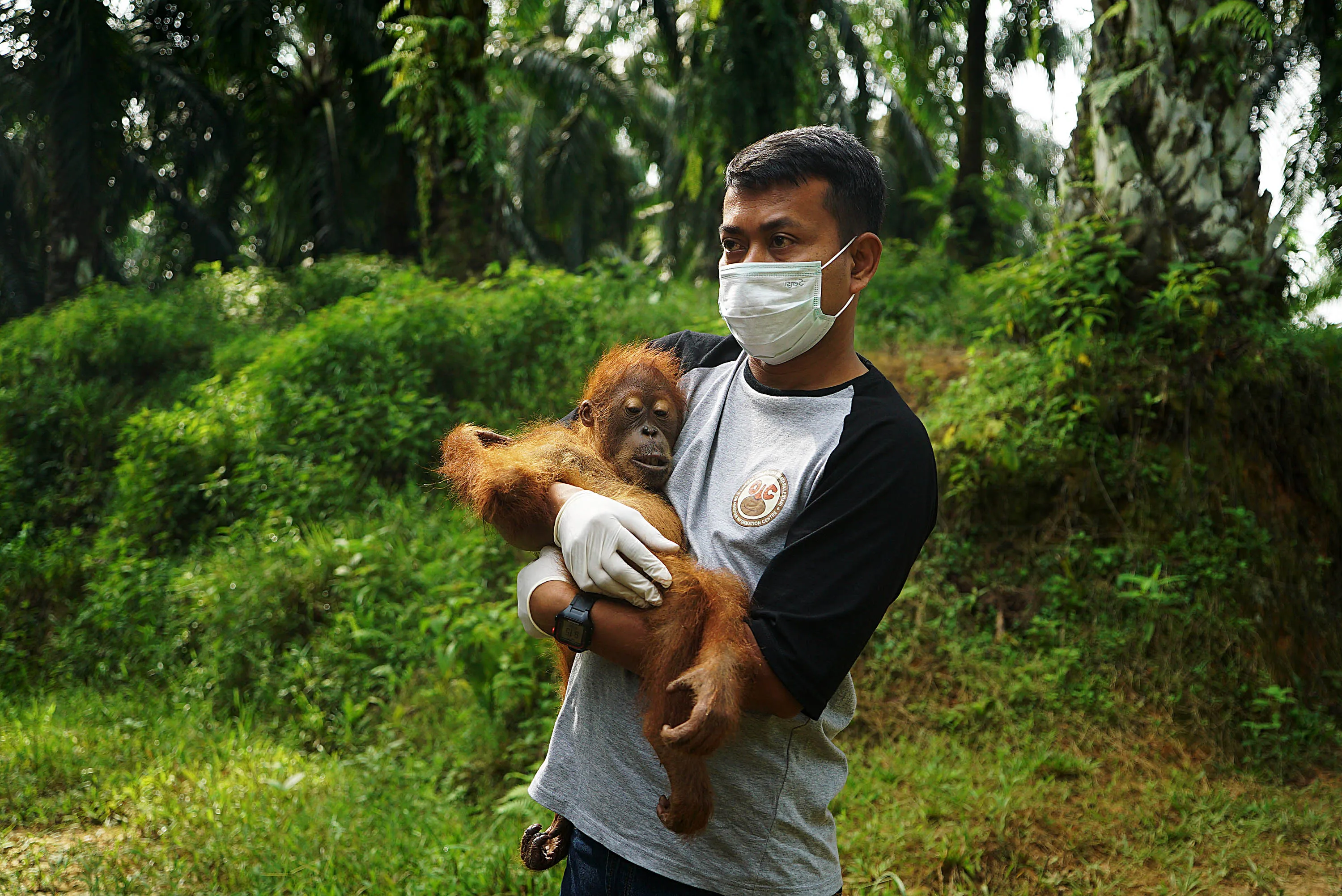An environmental activist saves an orangutan trapped in oil palm plantations in North Sumatra, Indonesia.