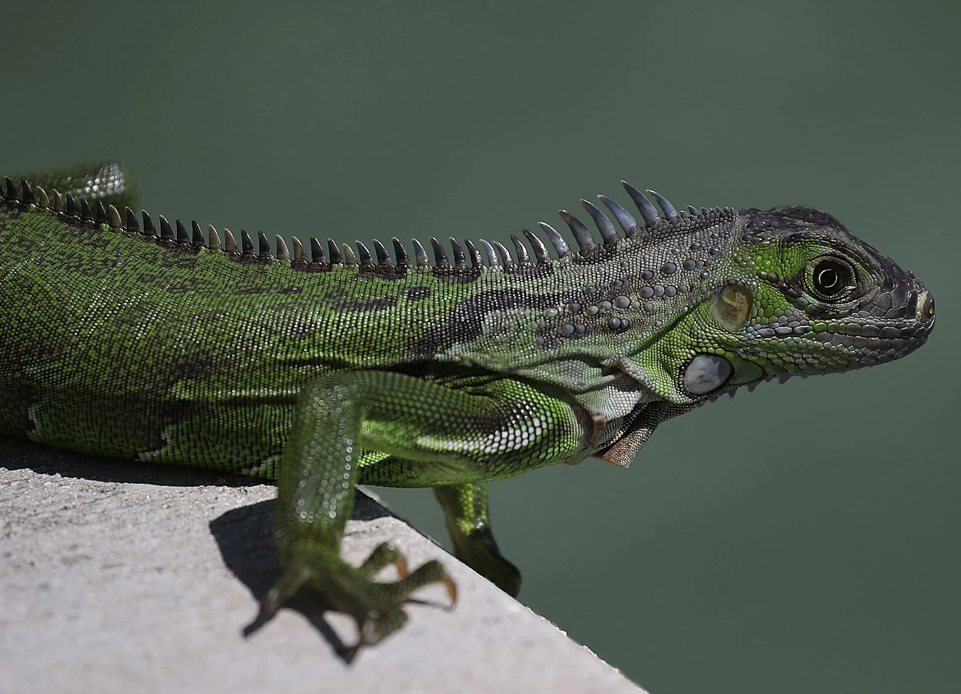 South Florida Battles Invasive Iguana Population