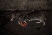 FRANCE-HYGIENE-INSALUBRITY-RATS