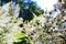 Native New Zealand Manuka (Leptospermum scoparium) in full bloom. Source: Comvita Ltd.