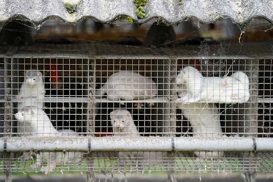Danish Mink Cull Shelved After Government Botches Covid Response