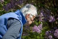 A Sign Of Post-Pandemic Spring: Sniffing Mother's Day Lilacs 