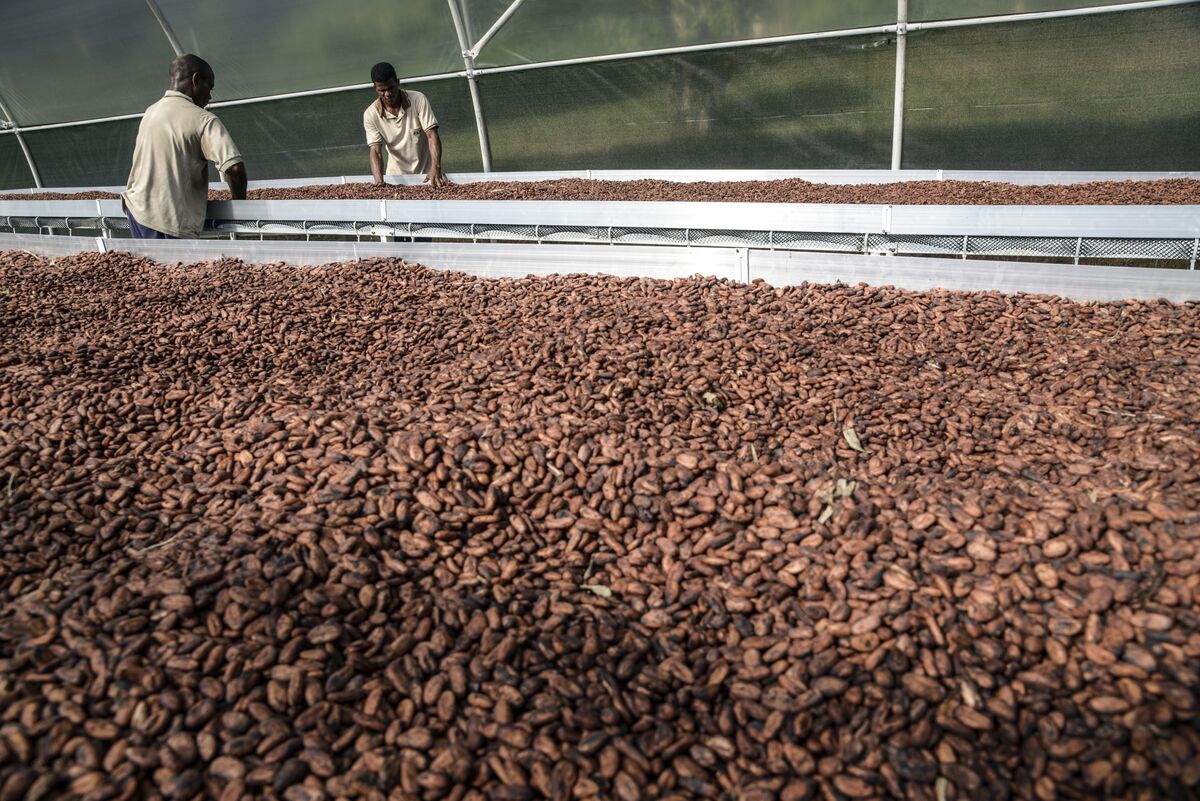 Europe’s Cocoa Processing Seen at 3Year Low in Second Quarter Bloomberg