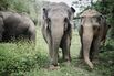1501011420_social-hp-thai-elephants-07