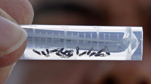 Asian citrus psyllid