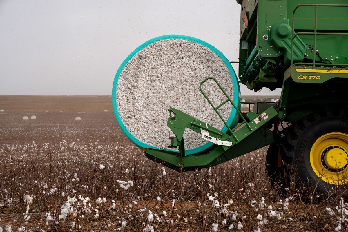 bloomberg.com - Anuradha Raghu - Hedge Funds Turn Bullish on Cotton for First Time in Two Years
