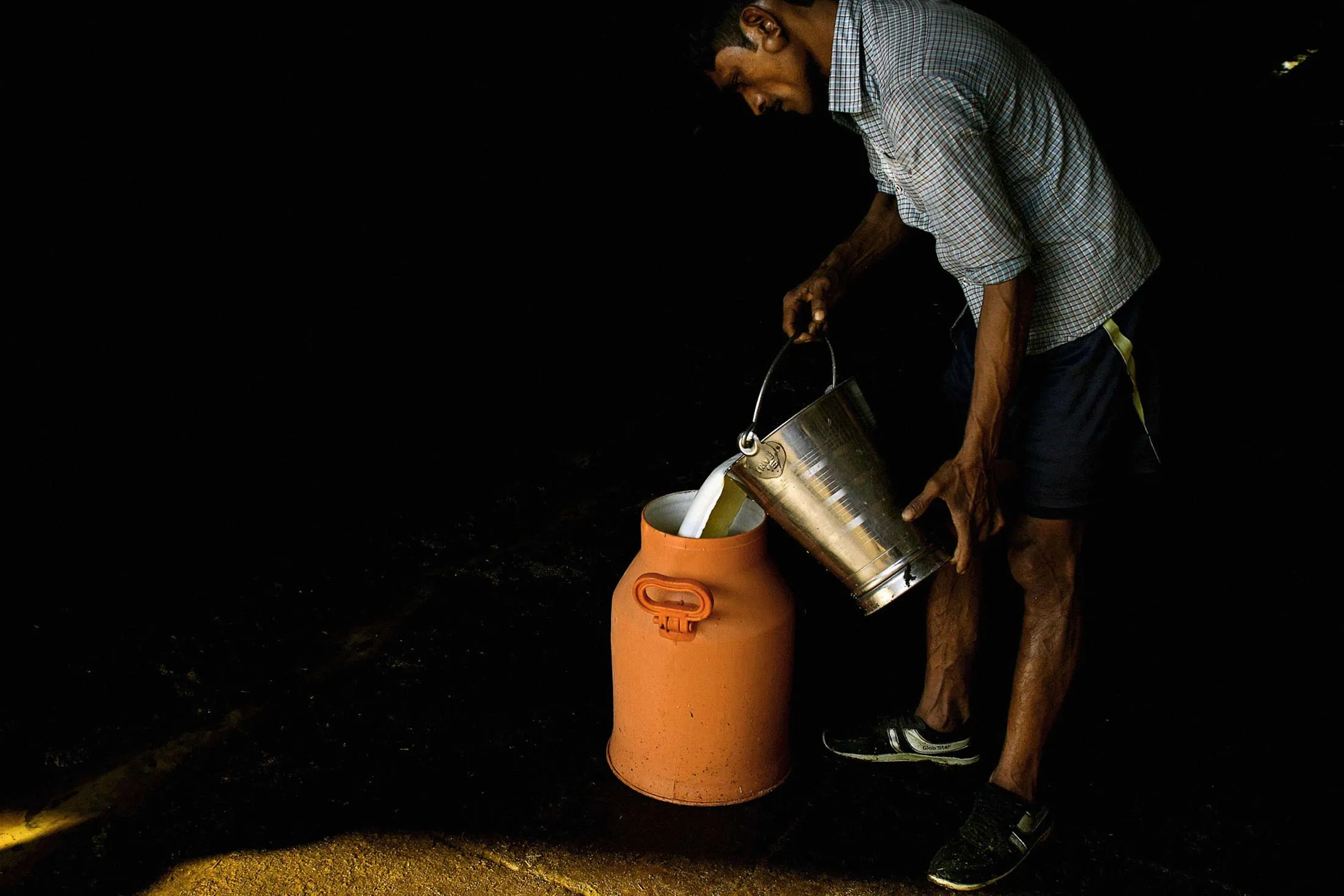 A worker pours milk into a storage can at the Sri Krishna Gaushala on the outskirts of New Delhi. The gaushala, or cow shelter, is one of thousands of havens in India for abandoned, sick, or unproductive cows.