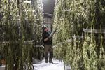 A worker inspects cannabis hanging in a drying room at a cannabis farm in Hudson, New York.&nbsp;