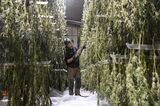New York Farms Have A Glut Of Cannabis And No Retailers