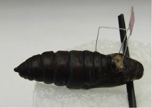Remote-Controlled Moths Are Coming ... to the Rescue? - Bloomberg