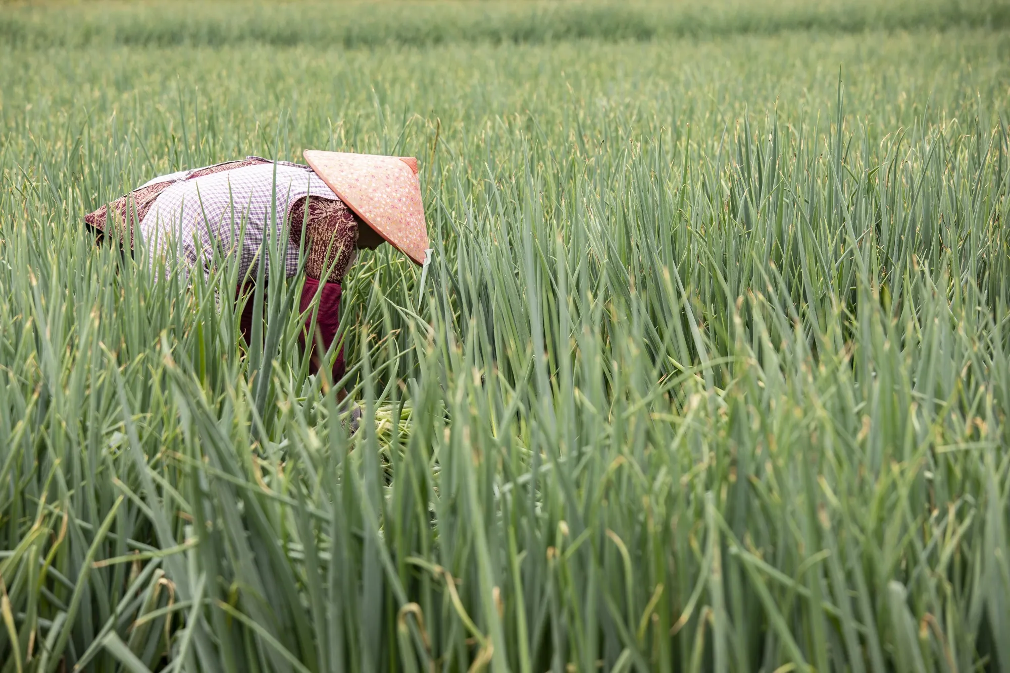 A farmer harvests spring onions at a farm in Dali, Yunnan province, China.