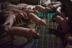 These little piggies move the markets.