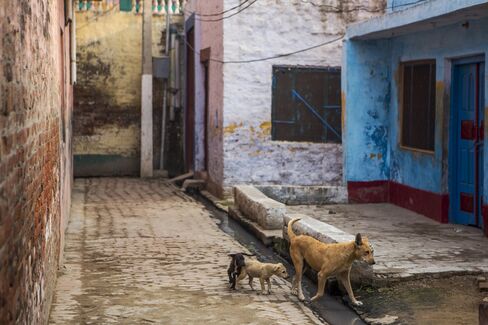 Animals walk past Mohammed Akhlaq’s house in Bishara village