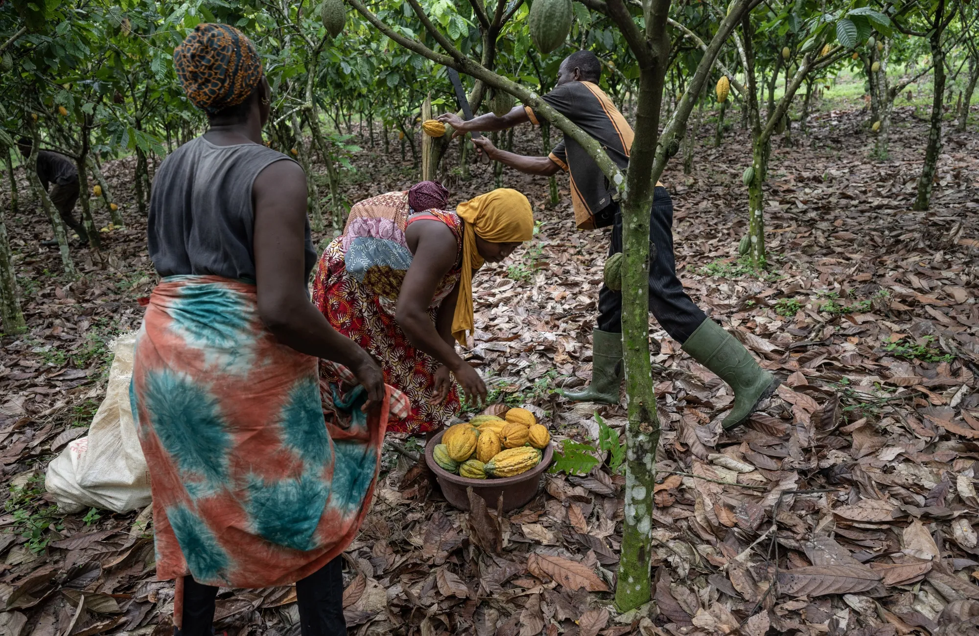Workers cut cocoa pods from trees on a farm in Azaguie, Ivory Coast.