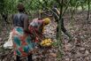 Cocoa Farming as Good Weather Boosts Harvest in Ivory Coast