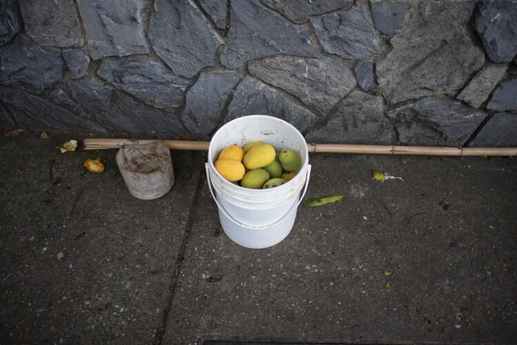 The Mangoes Are Ripe In Caracas And All Gone