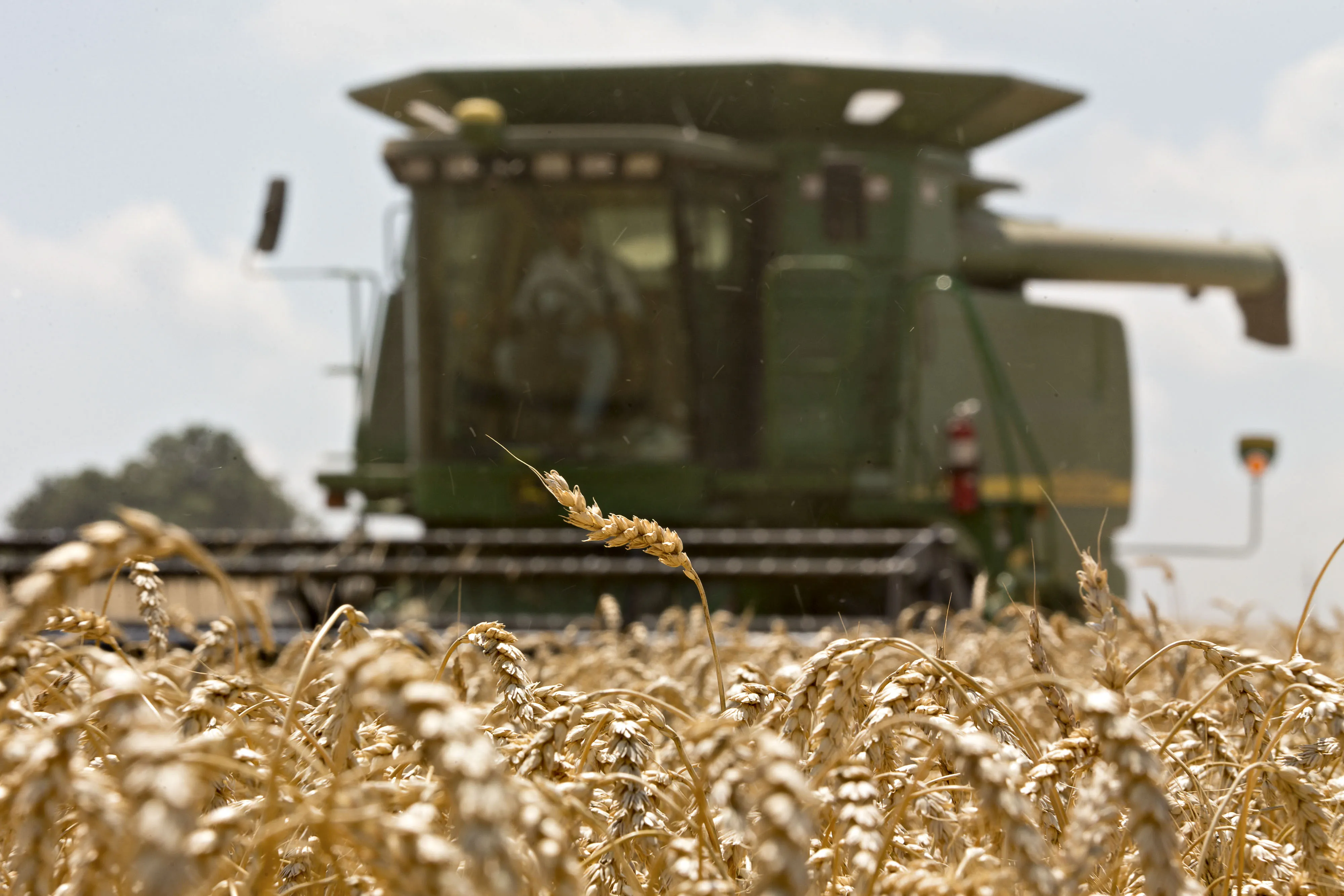 Winter Wheat Harvest Ahead Of Farm Prices 