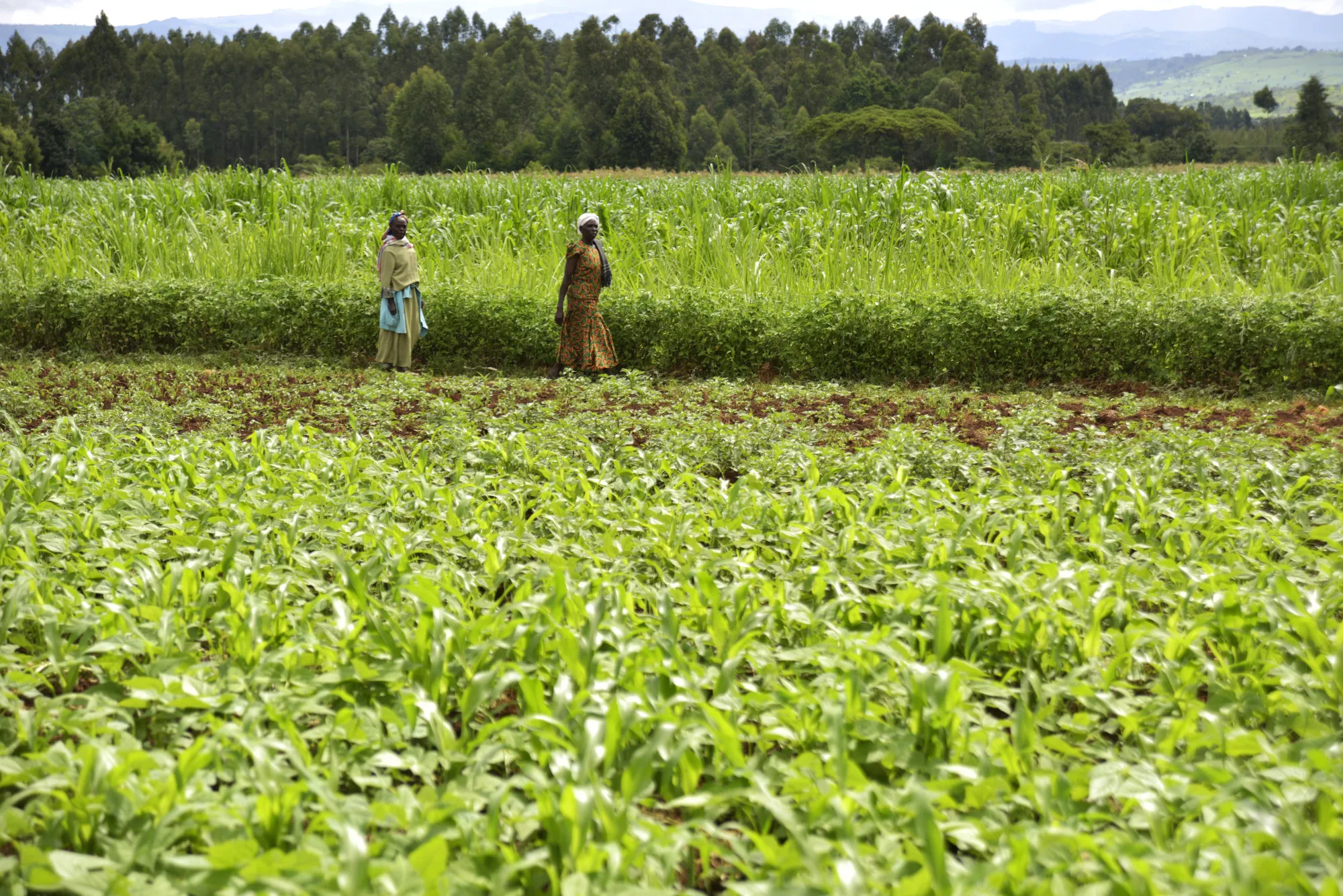 Kenyan Maize Crop Damaged By Invasion Of Fall Armyworm Pest