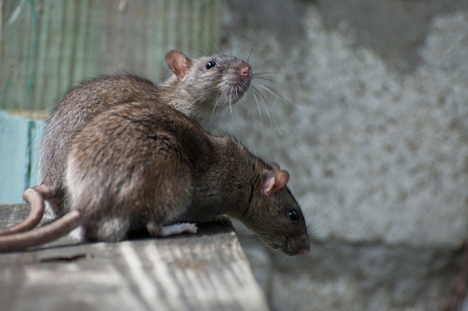 A pair of brown rats sniffs for mischief. 
