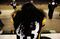Troy Polamalu