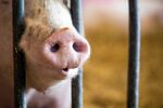 The European Food Safety Authority recommended that minimum space allowance for pigs should be increased.