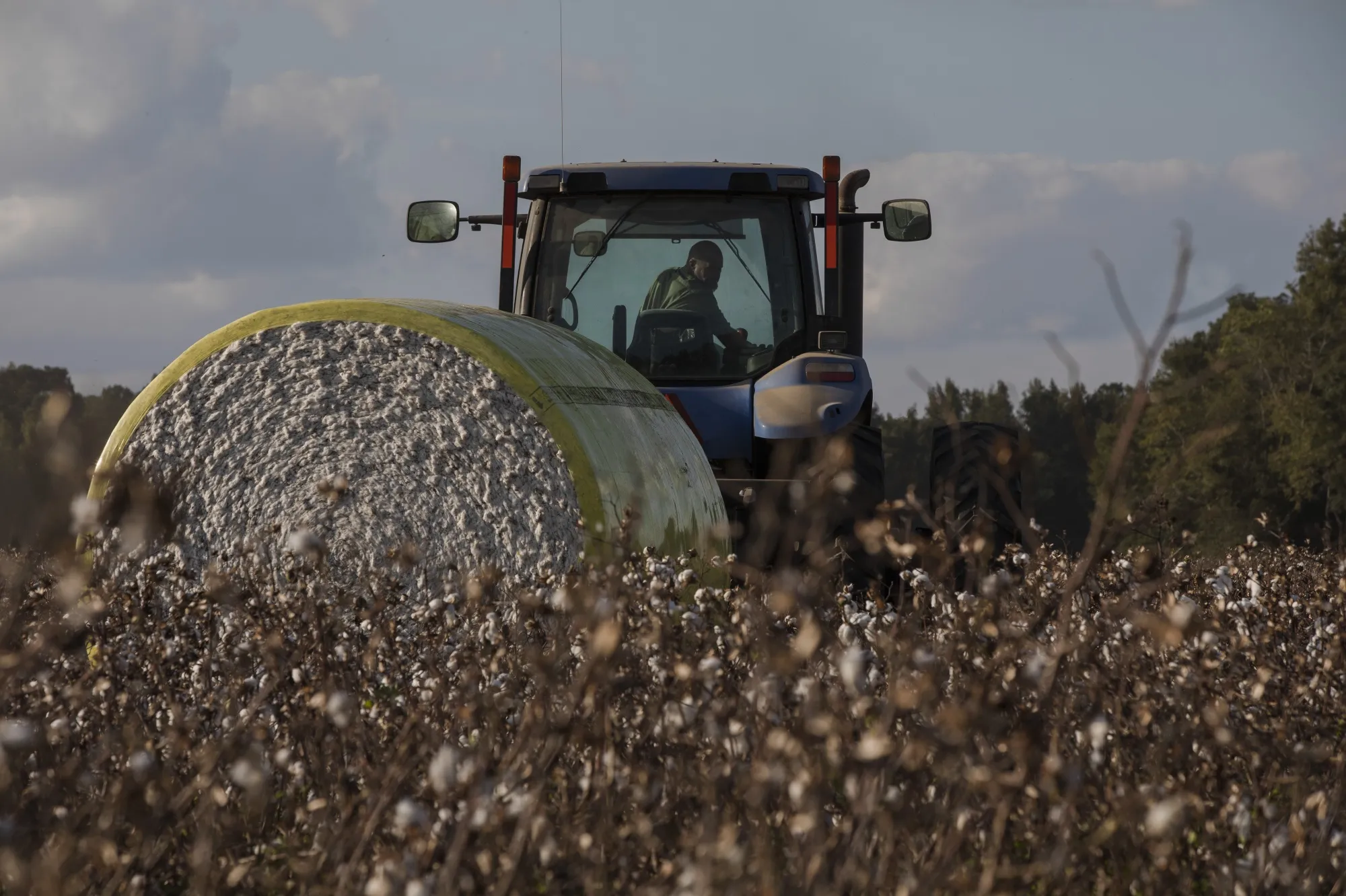 A worker moves a module of cotton during a harvest&nbsp;in Lee County, South Carolina.