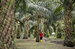 A researcher measures the height of a dwarf palm oil tree at the Malaysian Palm Oil Board research plantation in Kluang, Johor, Malaysia.