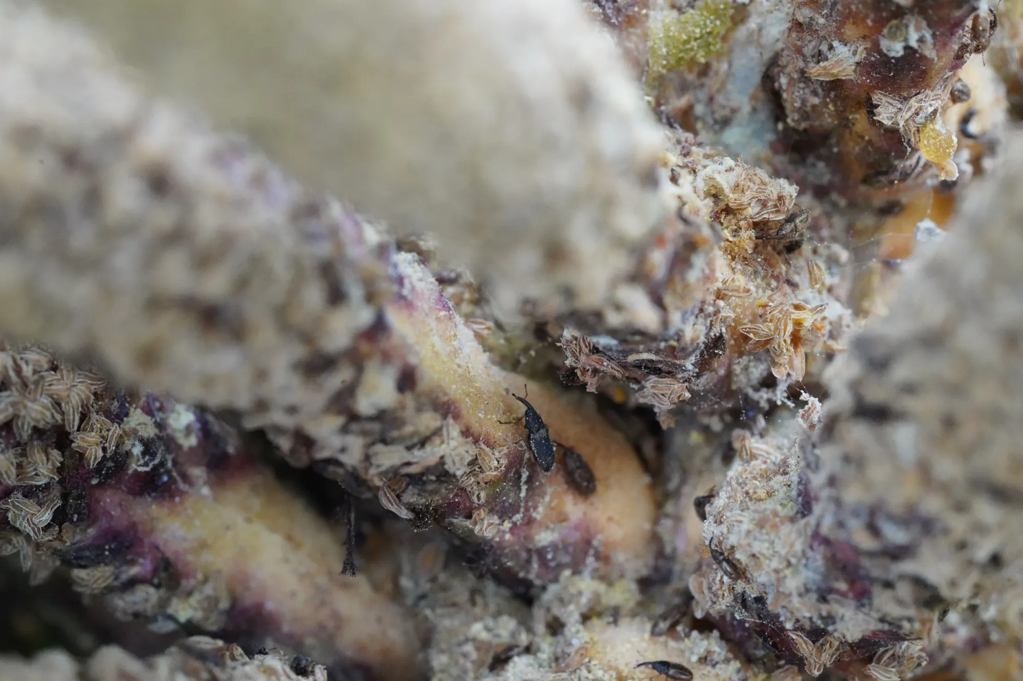 Pollinating&nbsp;African weevils.