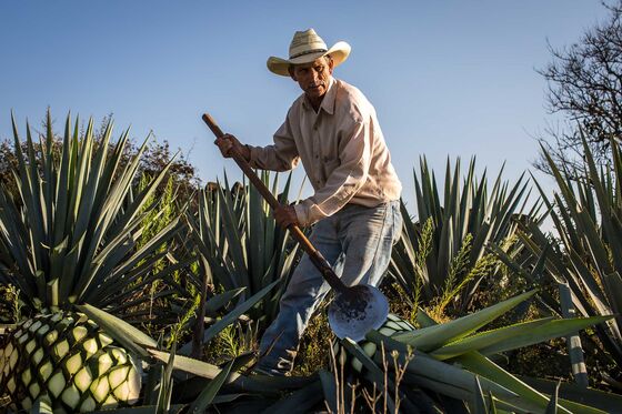 Patrón Made Tequila Top-Shelf. Will Bacardi Dilute It?